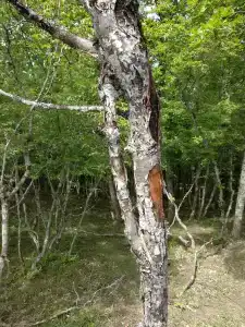 Орлиный Залёт - 80