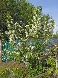 Ерши - 2