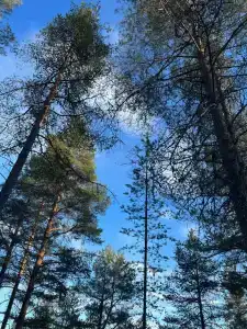 Канда-Викинг - 38