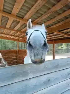 Конный Двор в Пржевальском - 44