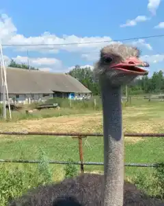 Слуцкий страус - 0