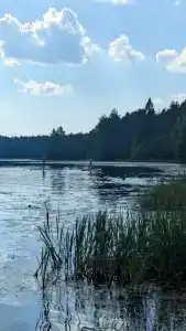 Родничок - 12