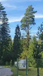 Аврора - 58
