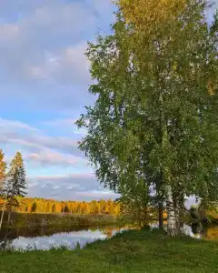 Маркомусы - 18