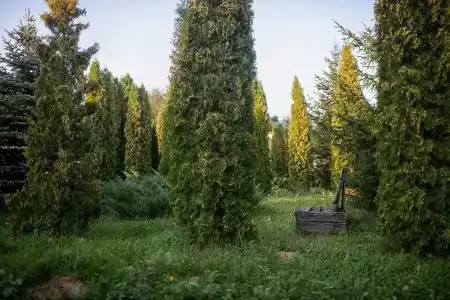 Подснежники - 29