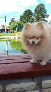 Розовая Дача - 90