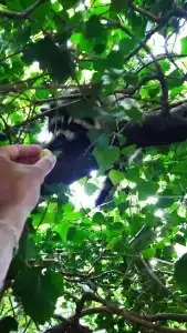 Лиманчик - 71