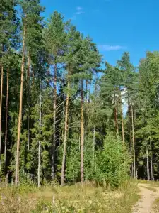 Двухкомнатный коттедж - 91