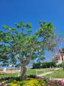 Titanic Palace - Families and Couples only - 45