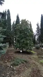 Магнолия - 90