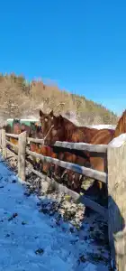 Сухов ключ - 36