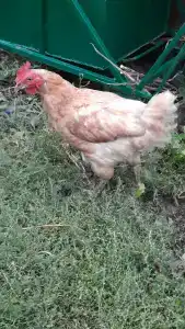 Дом Жар-Птицы - 56