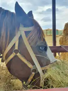 Страусиная ферма Экзотик - 71