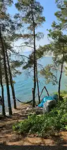 Сосны New - 89