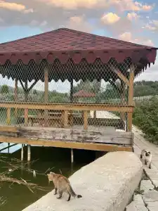 Золотая Рыбка - 10