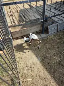 Страусиная ферма Экзотик - 89