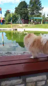 Розовая Дача - 53