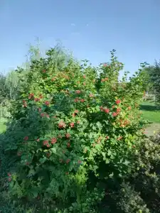 Куликово поле - 31