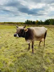 Бородино - 6