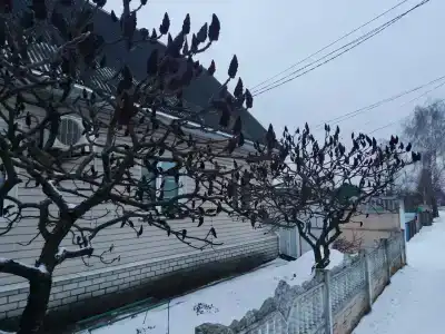 Милославский - 27