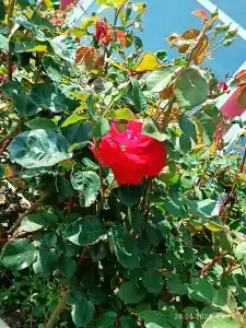 Планета лета - 32