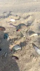 Приморский Берег - 5