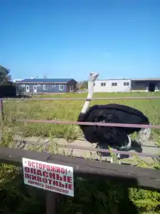 Страусиная ферма Экзотик - 34