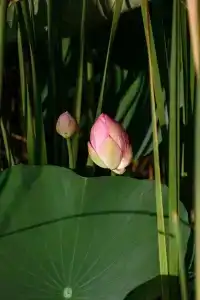 Глэмпинг КаспияДом - 30