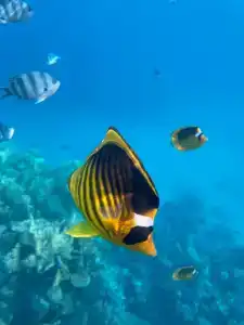 Baron Resort Sharm El Sheikh - 27