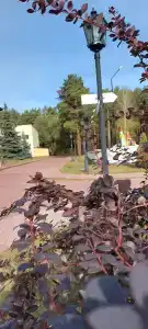 Хвойный - 77