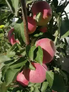 Усадьба Полуниной - 19