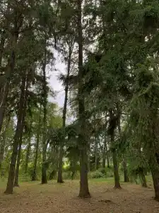 ГаммаСофт - 8
