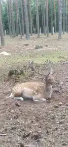 Беловежская пуща. №2 - 43