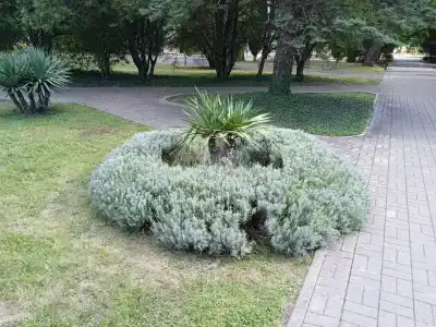 Бетта - 12