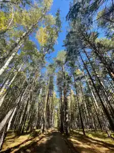 ForestHouse Лесной домик - 85