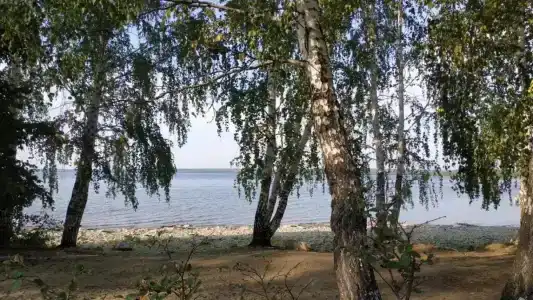 Поляна - 40