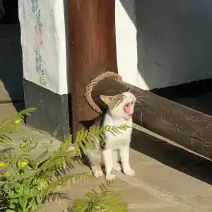 Диканька на Тамани - 83