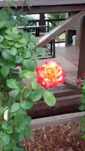 Цветок Лотоса - 14