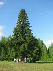 Живица - 8