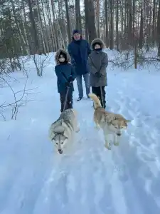 Дивные Хаски - 41