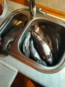 Ихтиолог - 82