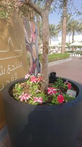 Palace Beach Resort - 91