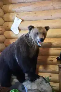 Маркомусы - 39