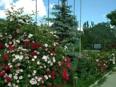 Конкорт - 18