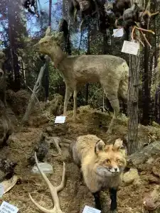 Байкальский государственный природный биосферный заповедник - 37