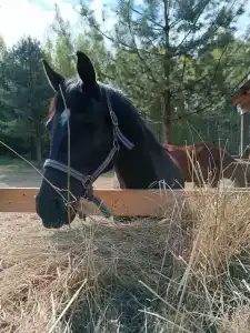 Конный Двор в Пржевальском - 77