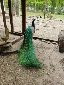 Простоквашино - 48