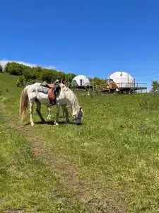Glamping Park - 20