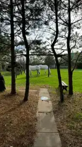 Золотой Полоз - 16