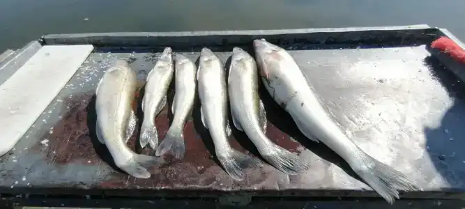 Золотые пески - 81